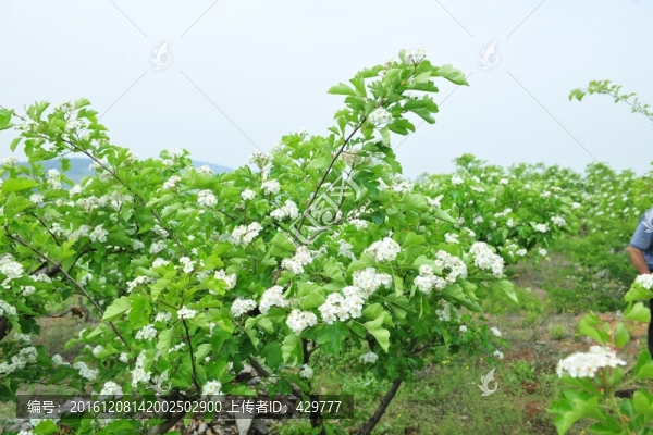 果樹種植,,果園
