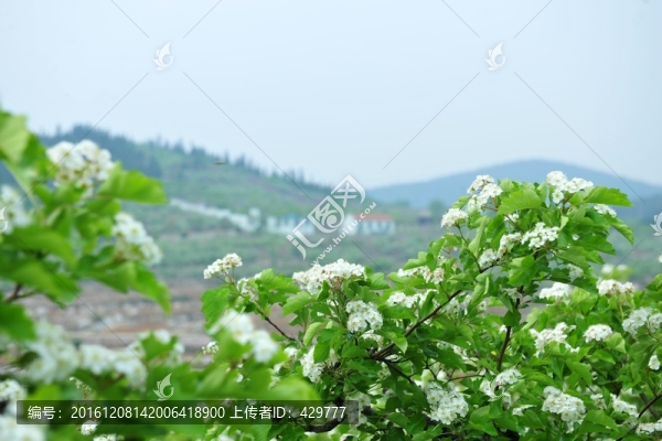 山楂園,,山間果樹