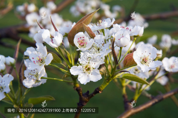 亞洲梨花