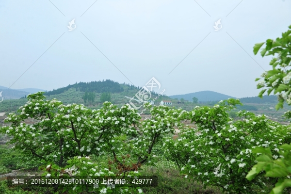 果園,,,林地