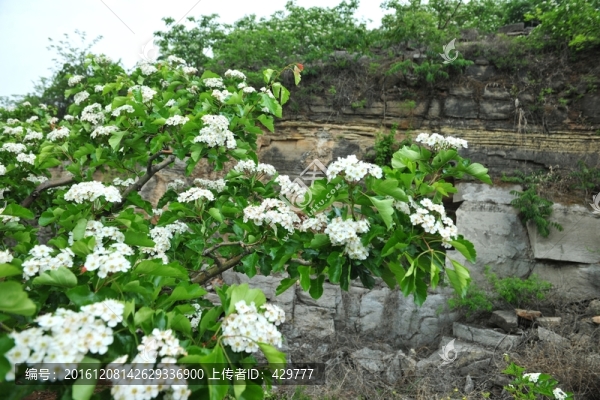 白色花,,山楂園