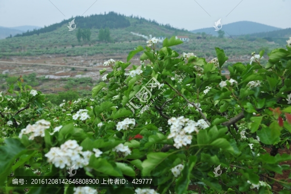 山楂花