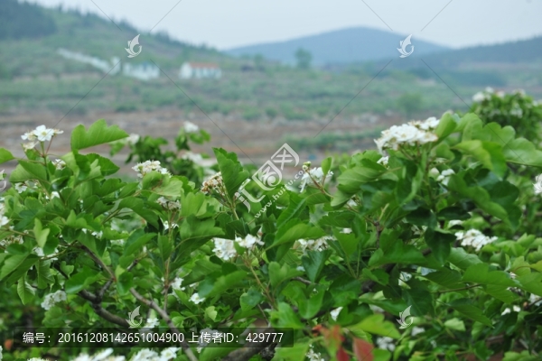 山楂園,,,果園