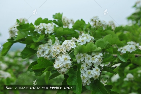 白色花,,果樹花