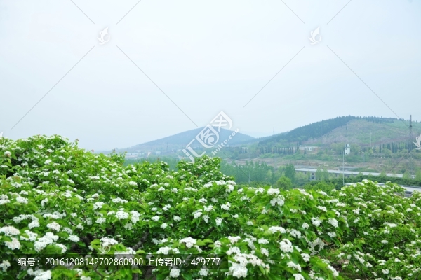 山楂花開,,果園