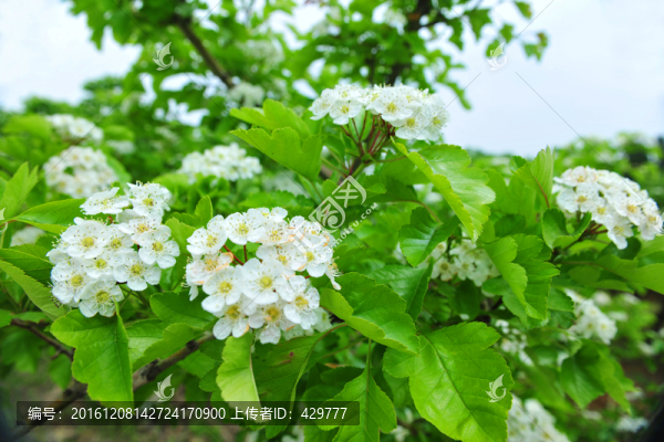 綠葉白花
