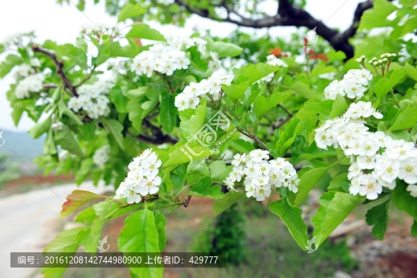 果樹(shù),,開(kāi)花