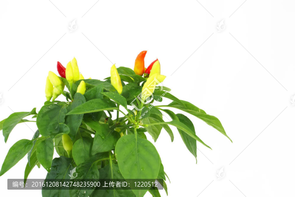鍋里的裝飾辣椒生長(zhǎng)