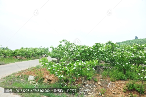 山楂林