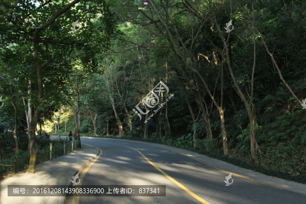 林蔭小路