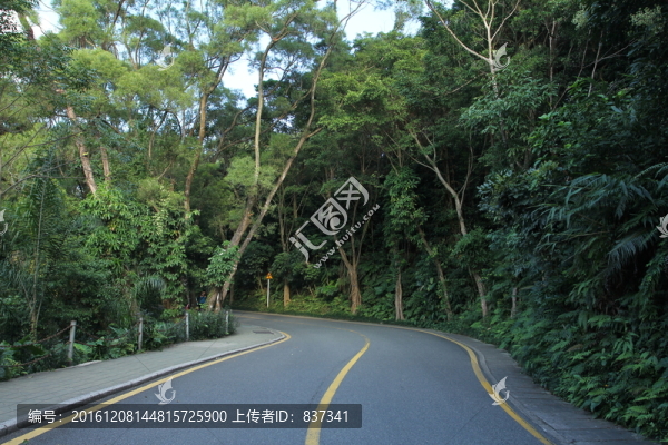 樹林道路