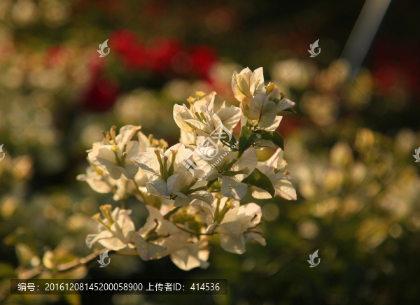 花