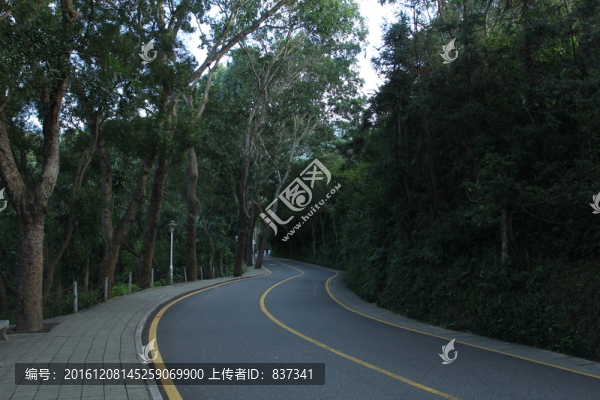 森林馬路
