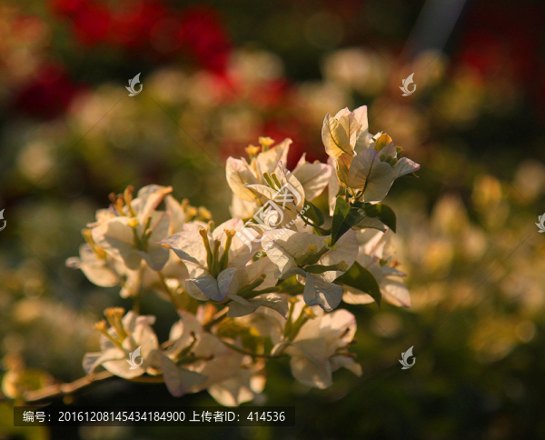 花