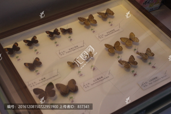 昆蟲標(biāo)本