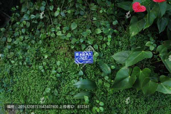 脆云草
