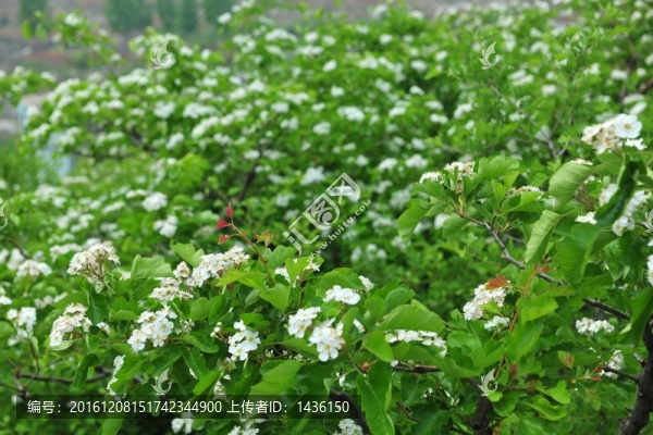 果樹開花