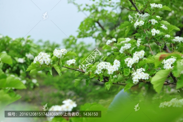 白色果樹花