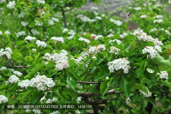 果林