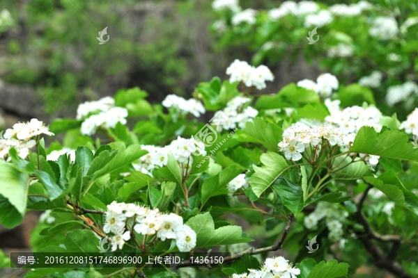 果樹花,,果園