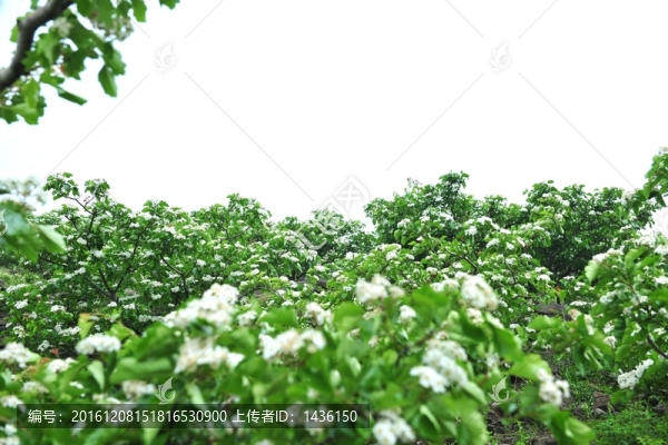 綠樹(shù),,果園