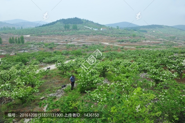 山林,林業(yè)