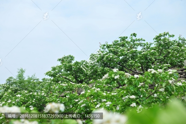 果樹種植