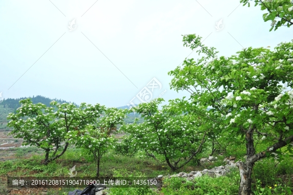 果園,,樹林