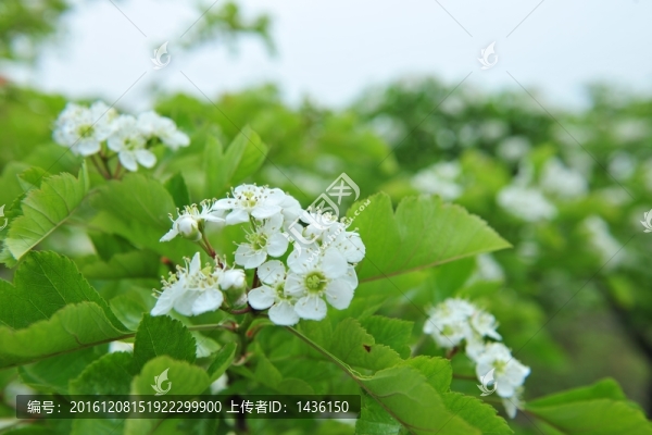 白色花