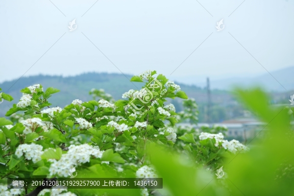 果園