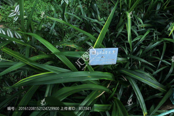 金邊山管蘭
