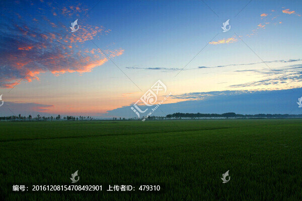 水稻,黎明,清晨