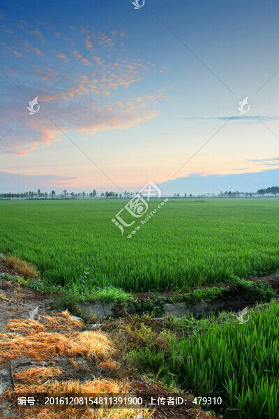 水稻,水稻田,稻田,稻子,田野
