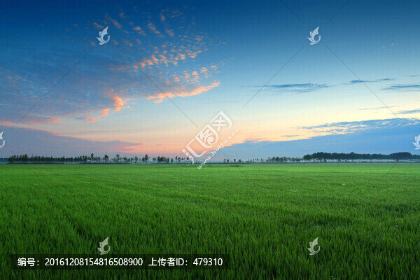 水稻,黎明,清晨