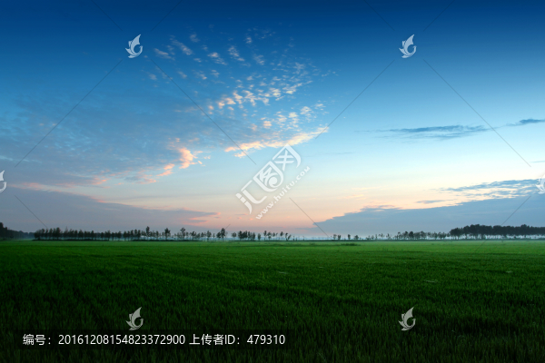 水稻,黎明,清晨,水稻田,稻田
