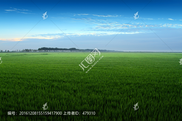 水稻
