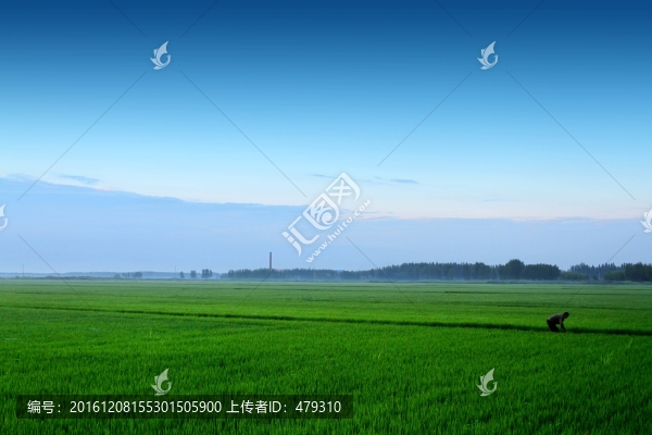 水稻,黎明,清晨,水稻田