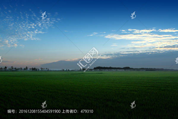 水稻,黎明,清晨
