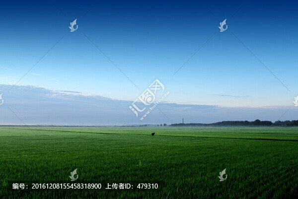 水稻,黎明,清晨