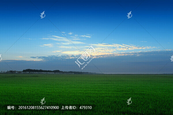 水稻,黎明,清晨