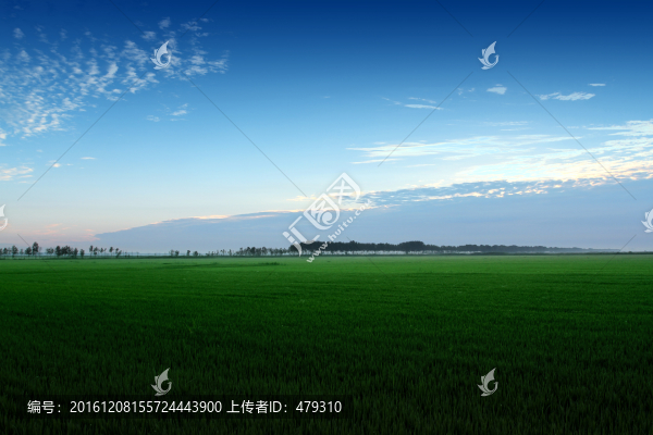 水稻,黎明,清晨,水稻田