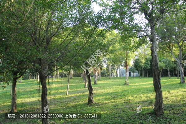 草地樹林
