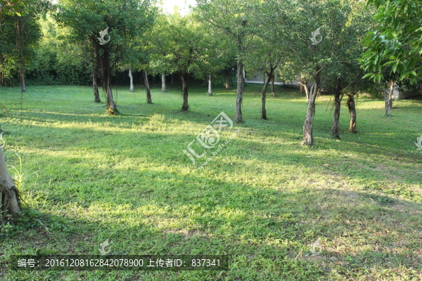草地樹林