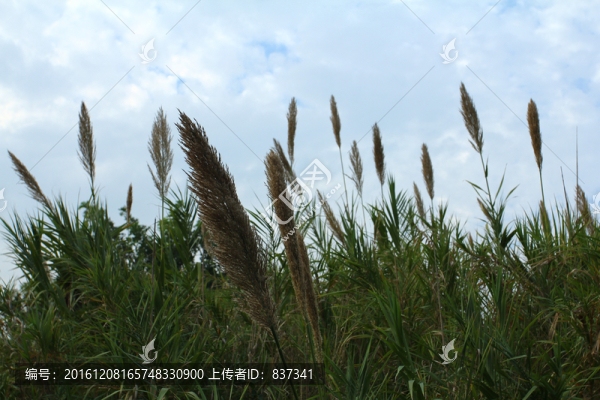 蘆葦