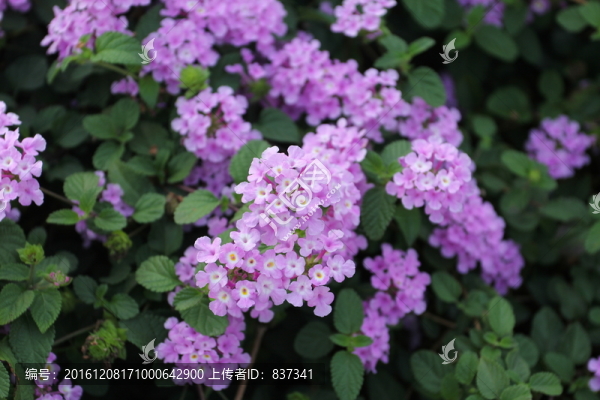 紫色花