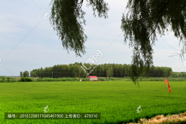 水稻,水稻田,稻田,樹木
