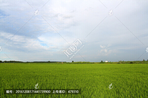 水稻,水稻田,稻田
