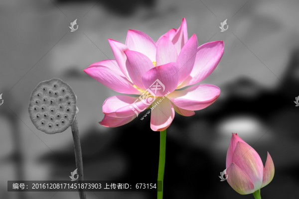 荷花