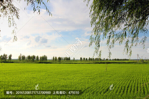 水稻,水稻田