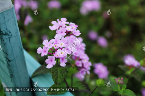欄桿花朵